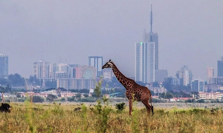 Rent office Kilimani
